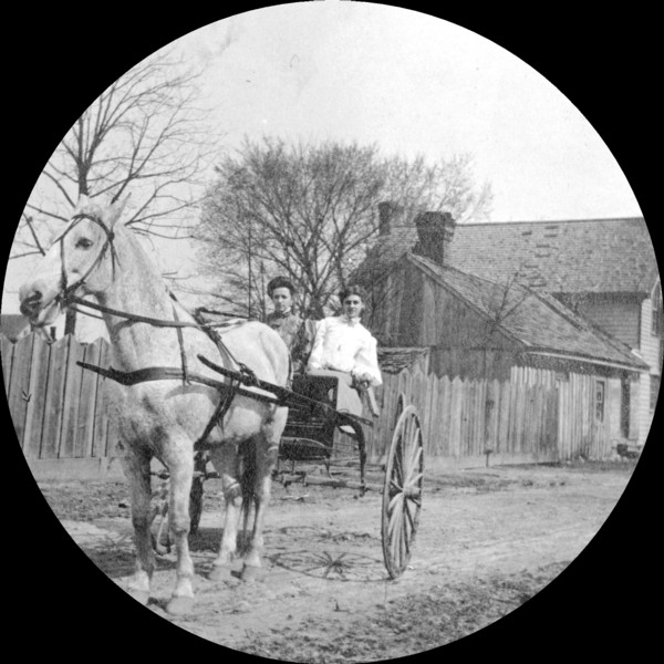 horse